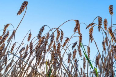 Sonbaharda gün batımında olgunlaşmış altın buğday tarlası