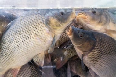 Mağazadaki büyük bir akvaryumda sazan balığı yüzüyor.