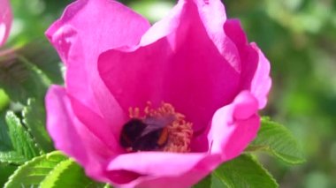Bir yabanarısının gül kalçası çiçeğini döllediği yavaş çekim videosu
