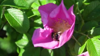 Bir yabanarısının gül kalçası çiçeğini döllediği yavaş çekim videosu