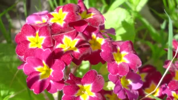 春の庭の花カタランサスバラ — ストック動画