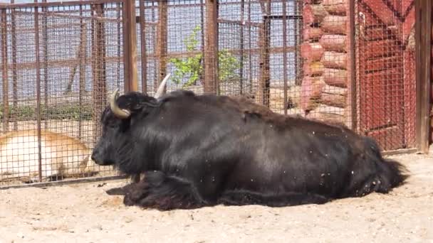 Grande toro nero Yak con le corna nello zoo nella voliera — Video Stock