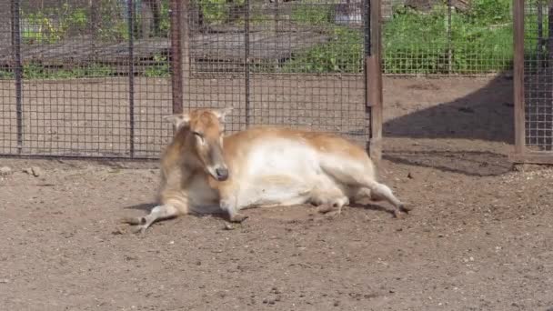 Ciervos Davids en el zoológico en un día soleado — Vídeos de Stock