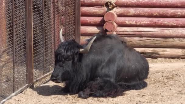 Stor sort Yak tyr med horn i zoologisk have i volieren – Stock-video
