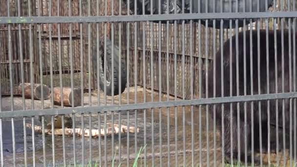 Stor brunbjörn i fångenskap på zoo — Stockvideo
