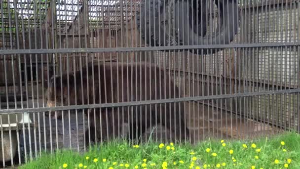 動物園で飼育されている大きなクマ — ストック動画