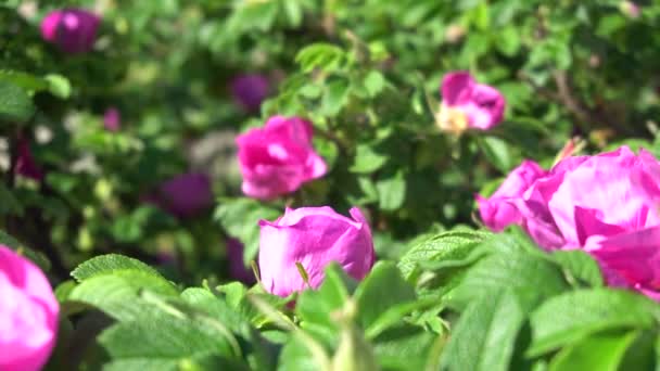 Vídeo en cámara lenta de un abejorro polinizando una flor de rosa mosqueta — Vídeo de stock