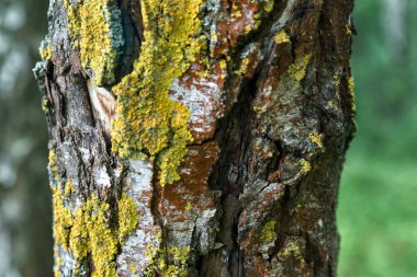 Bir huş ağacının gövdesinin dokusu ormanda yakındır.