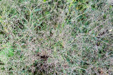 Küçük beyaz çiçeklerin güzel beyaz arkaplanı