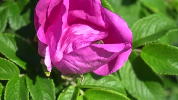 L'abeille sort de la fleur pollinisée au ralenti vidéo — Video