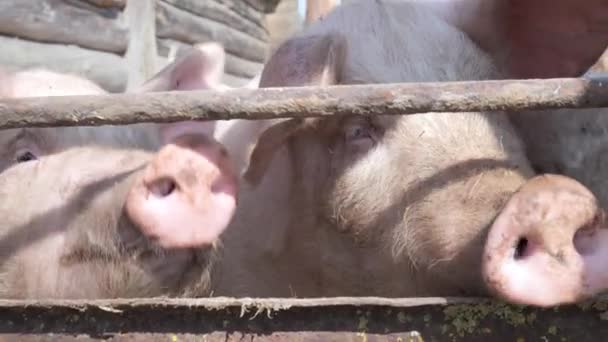 Nahaufnahme von heimischen Dorfschweinen — Stockvideo