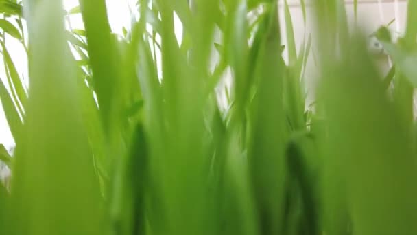 Kamerafahrt durch das Gras. Grünes Gras aus nächster Nähe — Stockvideo