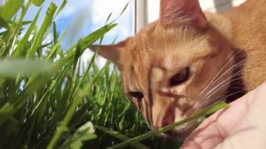 Ev zencefili kedi otları yiyor.