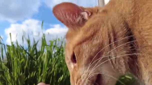 Домашний рыжий кот крупным планом ест траву — стоковое видео