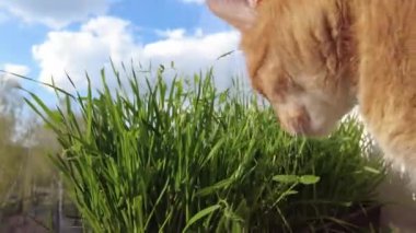 Ev zencefili kedi otları yiyor.