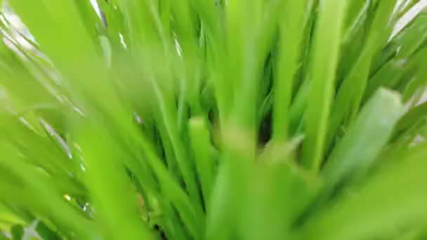 Mouvement de la caméra à travers l'herbe. herbe verte gros plan — Video
