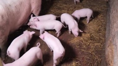 Küçük domuzları besliyor.