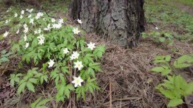 Ormanda çiçek açan kardamlaları