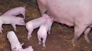 Küçük domuzları besliyor.
