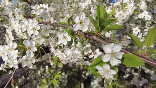 Fiore di ciliegio primo piano. Fiori bianchi — Video Stock