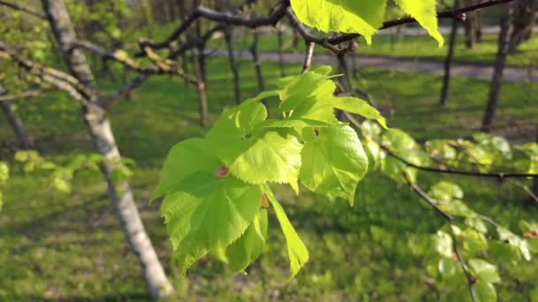 Весняний зелений березовий лист крупним планом — стокове відео