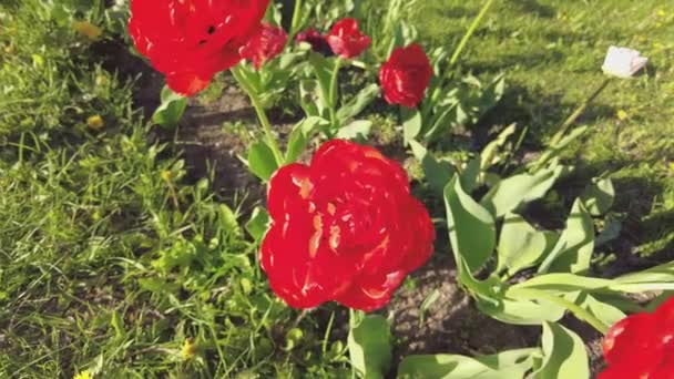 Red tulips close-up in a flower bed — Stock Video