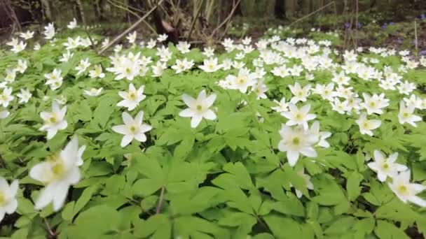 Gouttes de neige en fleurs dans la forêt — Video