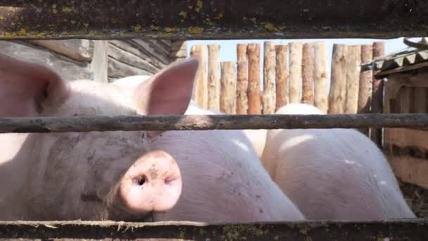 Close-up de porcos domésticos da aldeia — Vídeo de Stock
