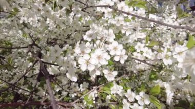 Kiraz çiçekleri yakın plan. Beyaz çiçekler
