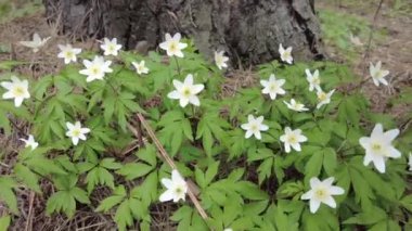 Ormanda çiçek açan kardamlaları