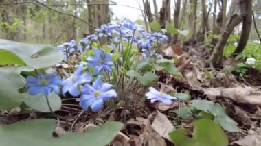Ormanda çiçek açan kardamlaları