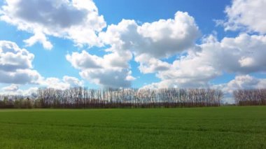 Mavi gökyüzü ve yeşil çimenler. yeşil buğday tarlası