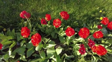 Çiçek tarhında kırmızı laleler.