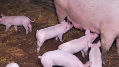 Küçük domuzları besliyor.