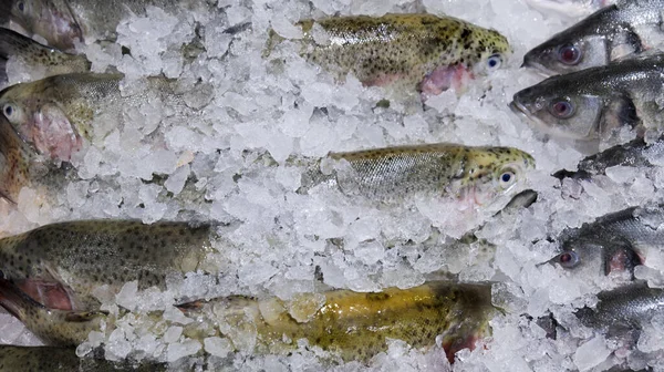 スーパーの棚に氷の中のマス。冷魚 — ストック写真