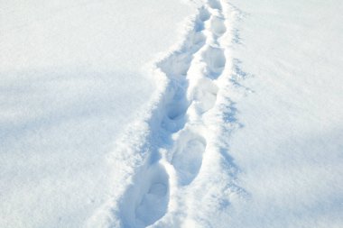 footprints in the snow. dearly through a winter field