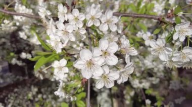 Kiraz çiçekleri yakın plan. Beyaz çiçekler