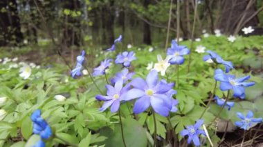 Ormanda çiçek açan kardamlaları