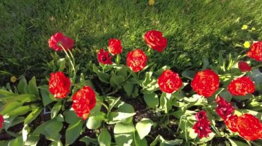 Çiçek tarhında kırmızı laleler.