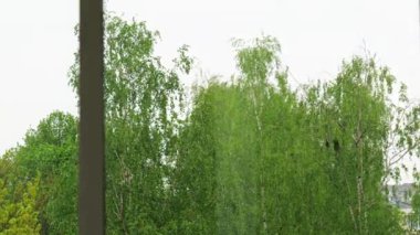 Bir ağaç ve gökyüzü üzerindeki pencereden zaman ayarlı görünüm