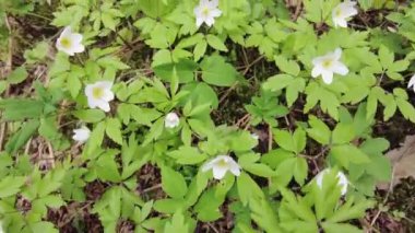 Ormanda çiçek açan kardamlaları