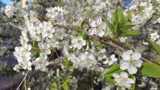 Cseresznyevirágzás közelről. Fehér virágok — Stock videók