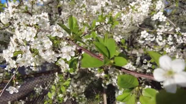 Kirschblüte aus nächster Nähe. Weiße Blüten — Stockvideo