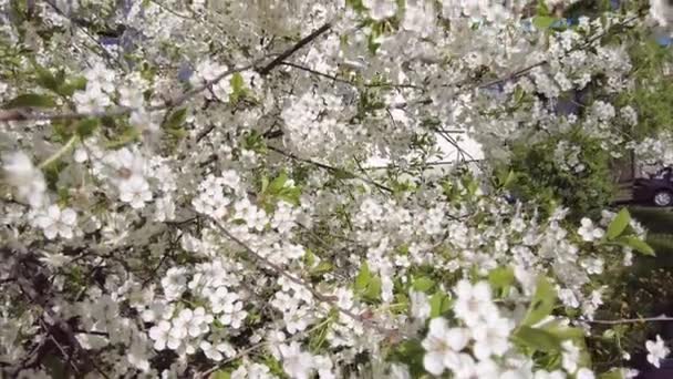 Flor de cerejeira close-up. Flores brancas — Vídeo de Stock
