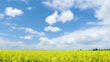 Bulutların kolza tohumu tarlası üzerindeki hızlandırılmış hareketi. Çiçek açan kolza tohumu