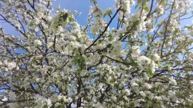 Çiçekli elma ağacı. Elma ağacı çiçekleri yakın plan