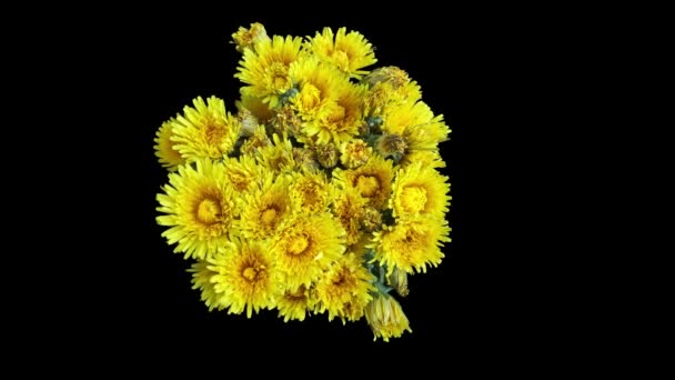 Timelapse paardebloem bloeit. Bloeiende geïsoleerde paardebloemen — Stockvideo