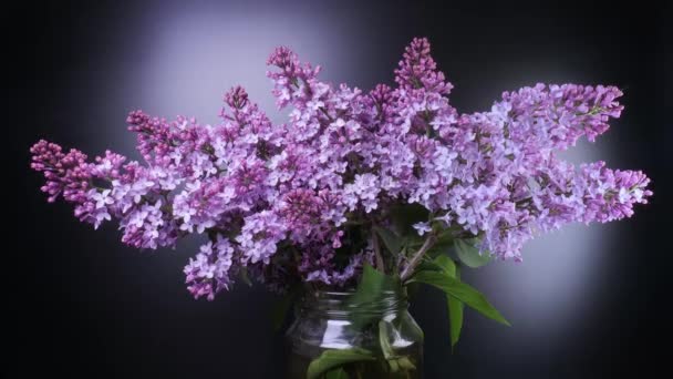 Timelapse floração lilás sobre um fundo preto — Vídeo de Stock