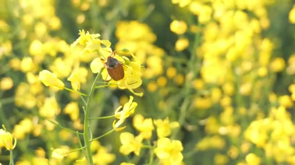 Canola flor e Maio besouro de perto — Vídeo de Stock