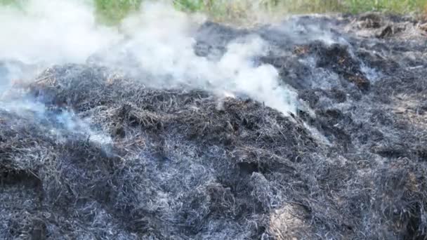 Quemando hierba de cerca. paja quemada de humo — Vídeo de stock